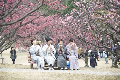 Japonesas vestidas com o tradicional Kimono, roupa japonesa apreciam os pés de ameixeiras do parque Minami da cidade de Okazaki no estado de Aichi no Japão. foto : Marcelo Hide/Fotos Públicas
