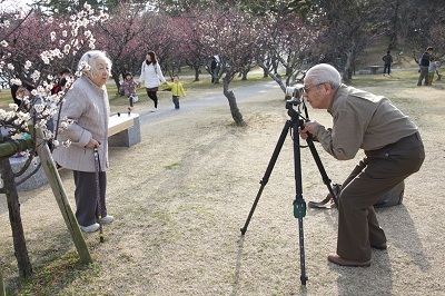 Casal de idosos fotografa junto a pés de ameixeiras no parque Minami da cidade de Okazaki no estado de Aichi no Japão. Foto : Marcelo Hide/Fotos Públicas.