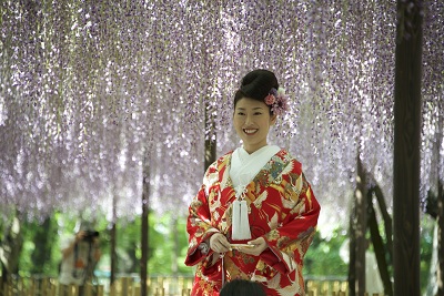 Noiva Japonesa posa entre as Glicinias do parque do castelo da cidade de Okazaki no estado de Aichi no Japão. Foto : Marcelo Hide/Fotos Públicas