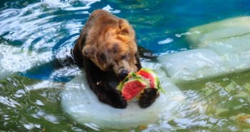 ZOO DO RIO: POR UM DIA REFRESCANTE!