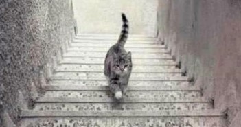 DEPOIS DO VESTIDO, AGORA É O GATO: ELE SOBE OU DESCE?