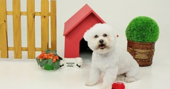 PET MODEL EM CURITIBA