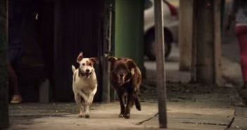 O MANIFESTO CANINO DE PEDIGREE