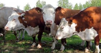 AGROPECUÁRIA RESPONDE POR 69% DOS GASES DO EFEITO ESTUFA