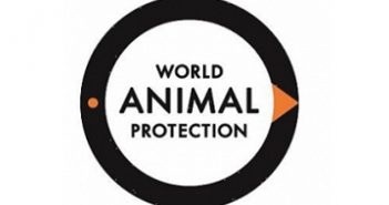 A TRAGÉDIA DOS ANIMAIS NAS ESTRADAS BRASILEIRAS