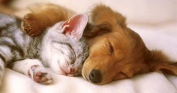SOMPO LANÇA SEGUROS PARA PETS